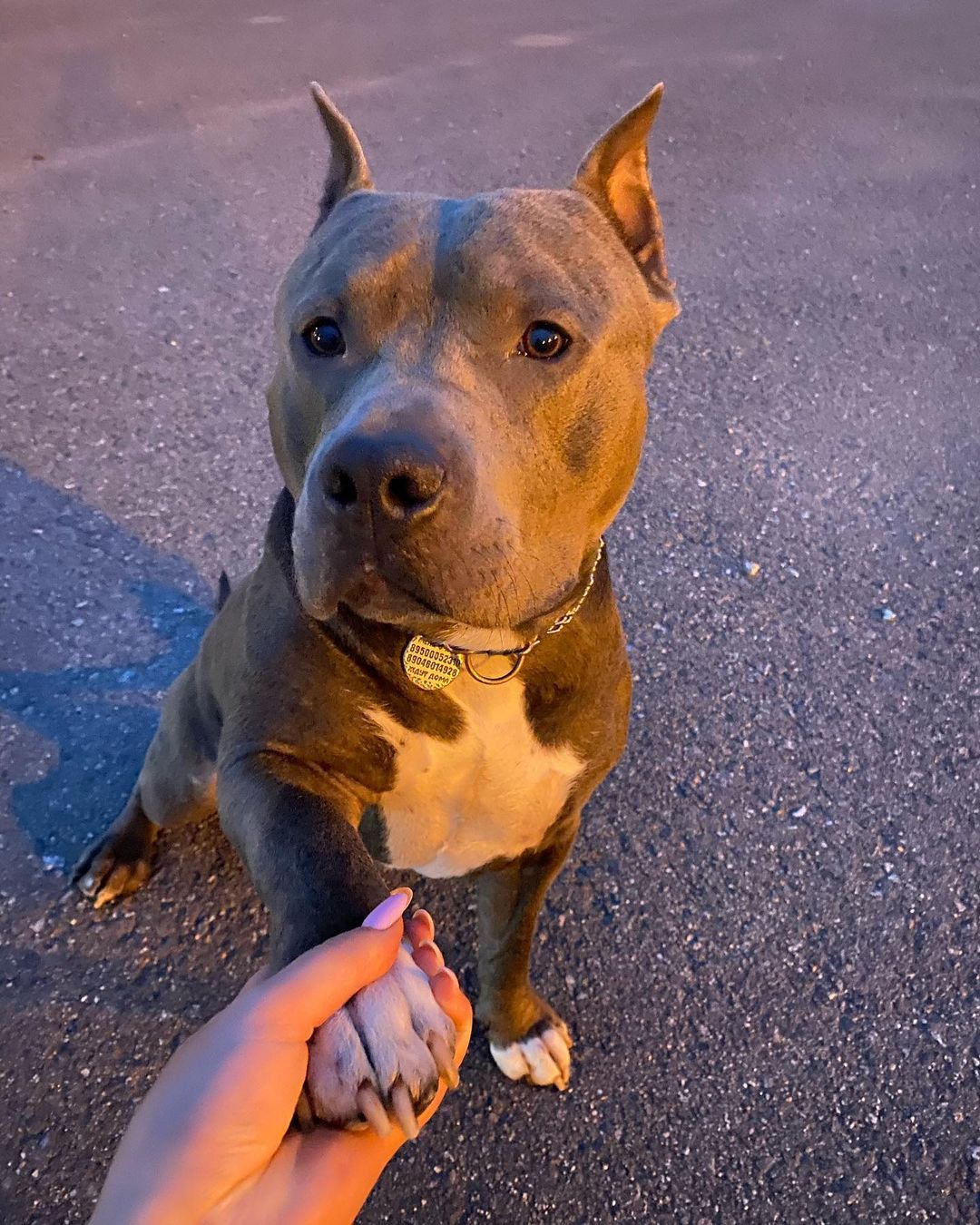 15 Cool Facts About Staffordshire Bull Terriers 9