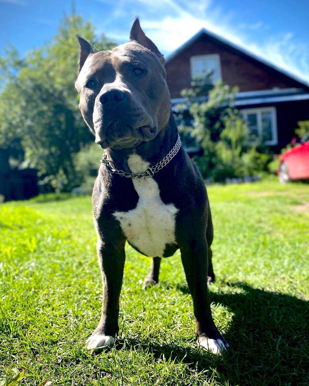 15 Cool Facts About Staffordshire Bull Terriers 10