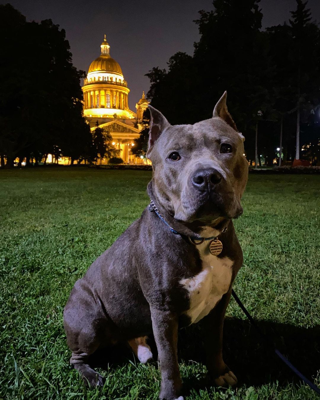 15 Cool Facts About Staffordshire Bull Terriers 11