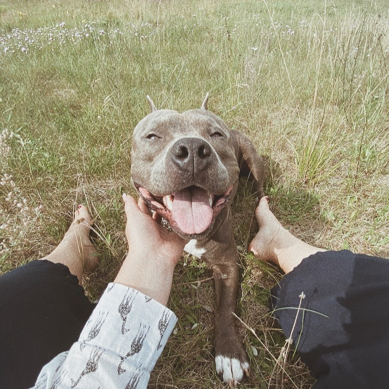 15 Cool Facts About Staffordshire Bull Terriers 9