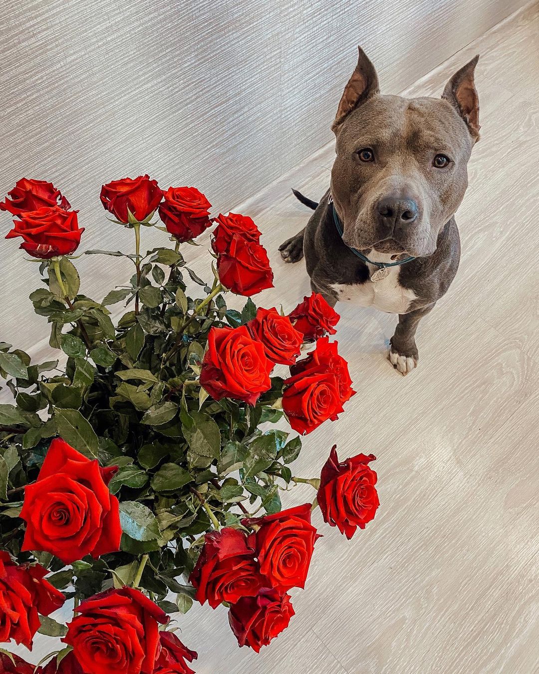 15 Cool Facts About Staffordshire Bull Terriers 10