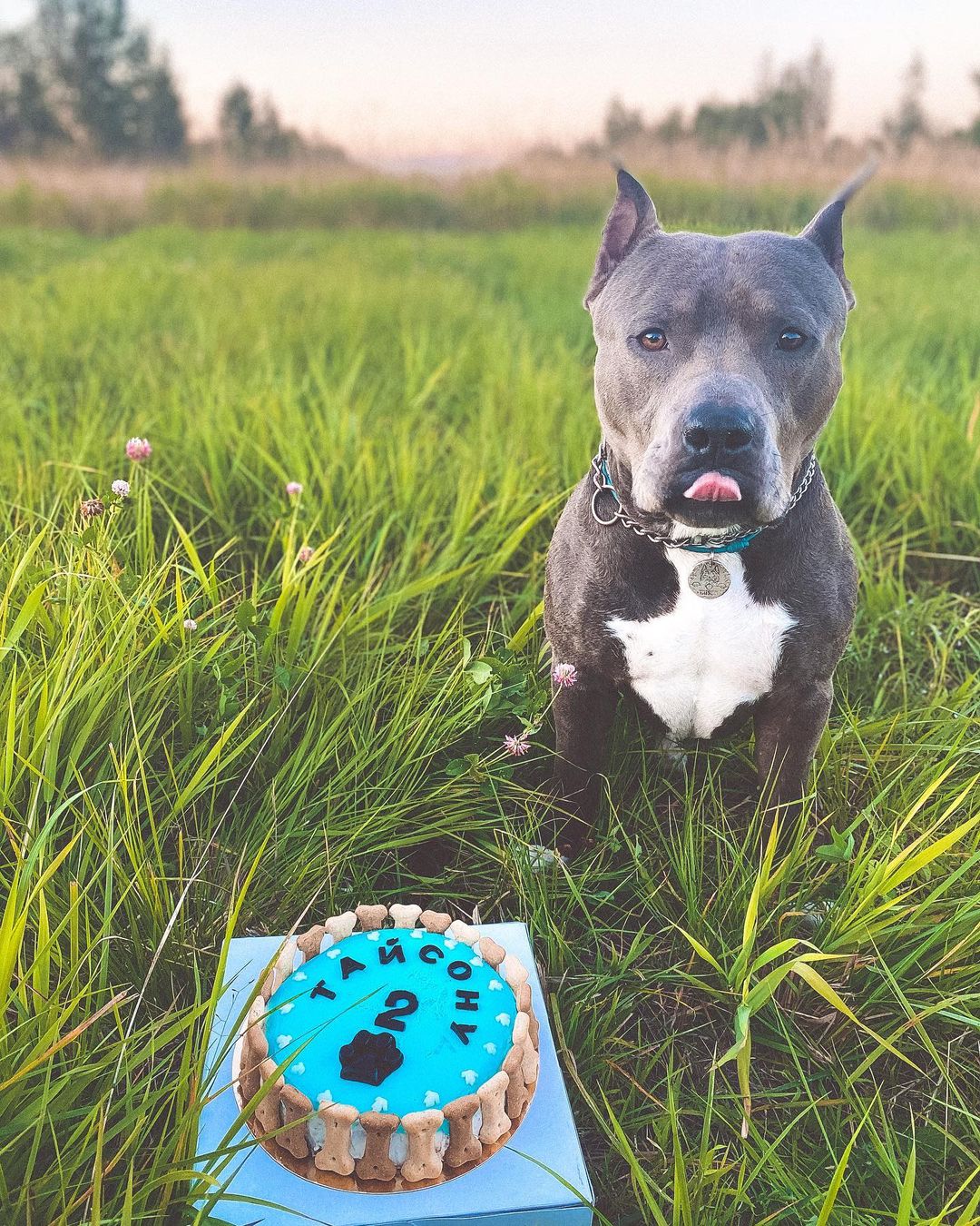 15 Cool Facts About Staffordshire Bull Terriers 11
