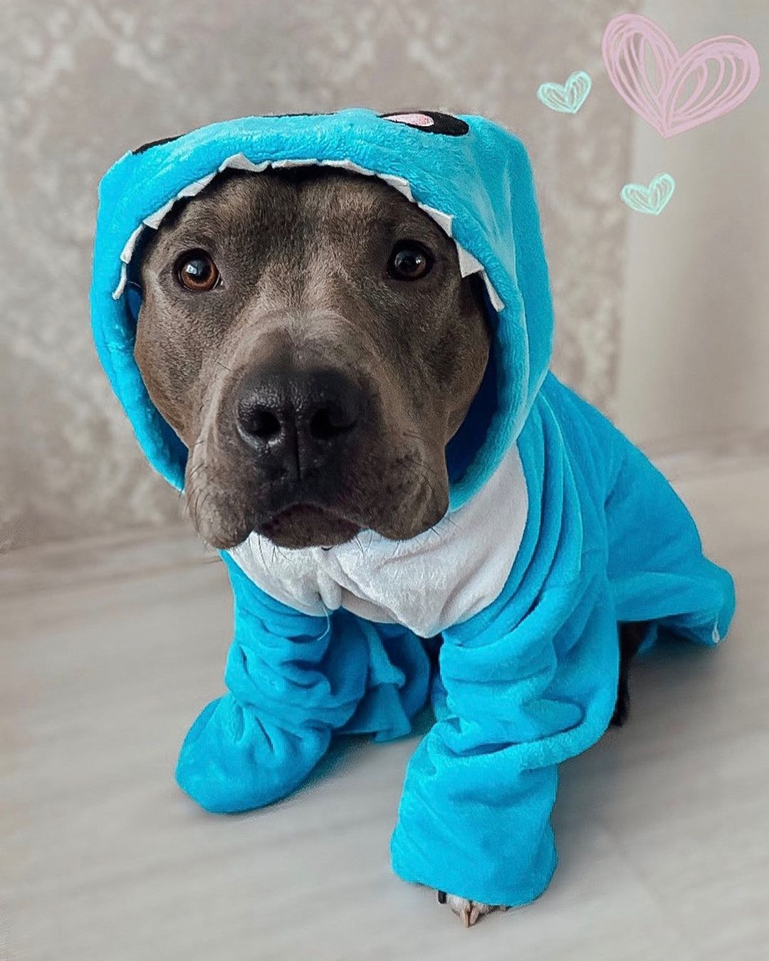 15 Cool Facts About Staffordshire Bull Terriers 9