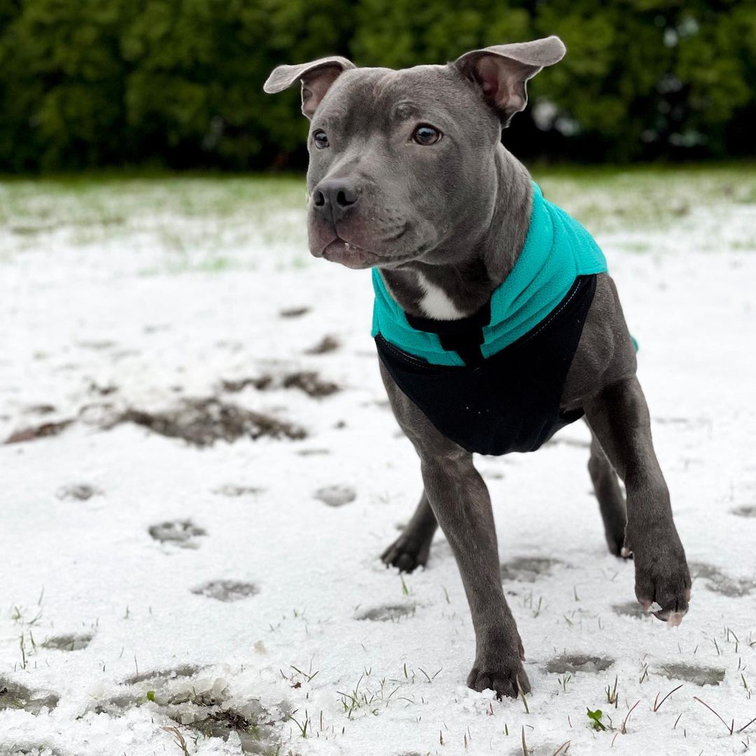 Staffordshire Bull Terrier Dog 24