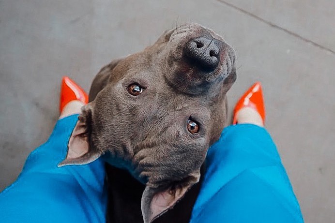 15 Cool Facts About Staffordshire Bull Terriers 11