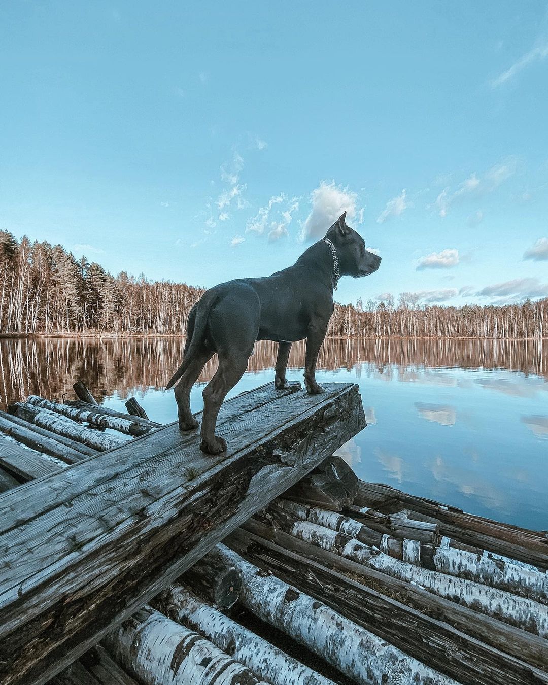 16 Interesting Facts About Staffordshire Bull Terriers 11