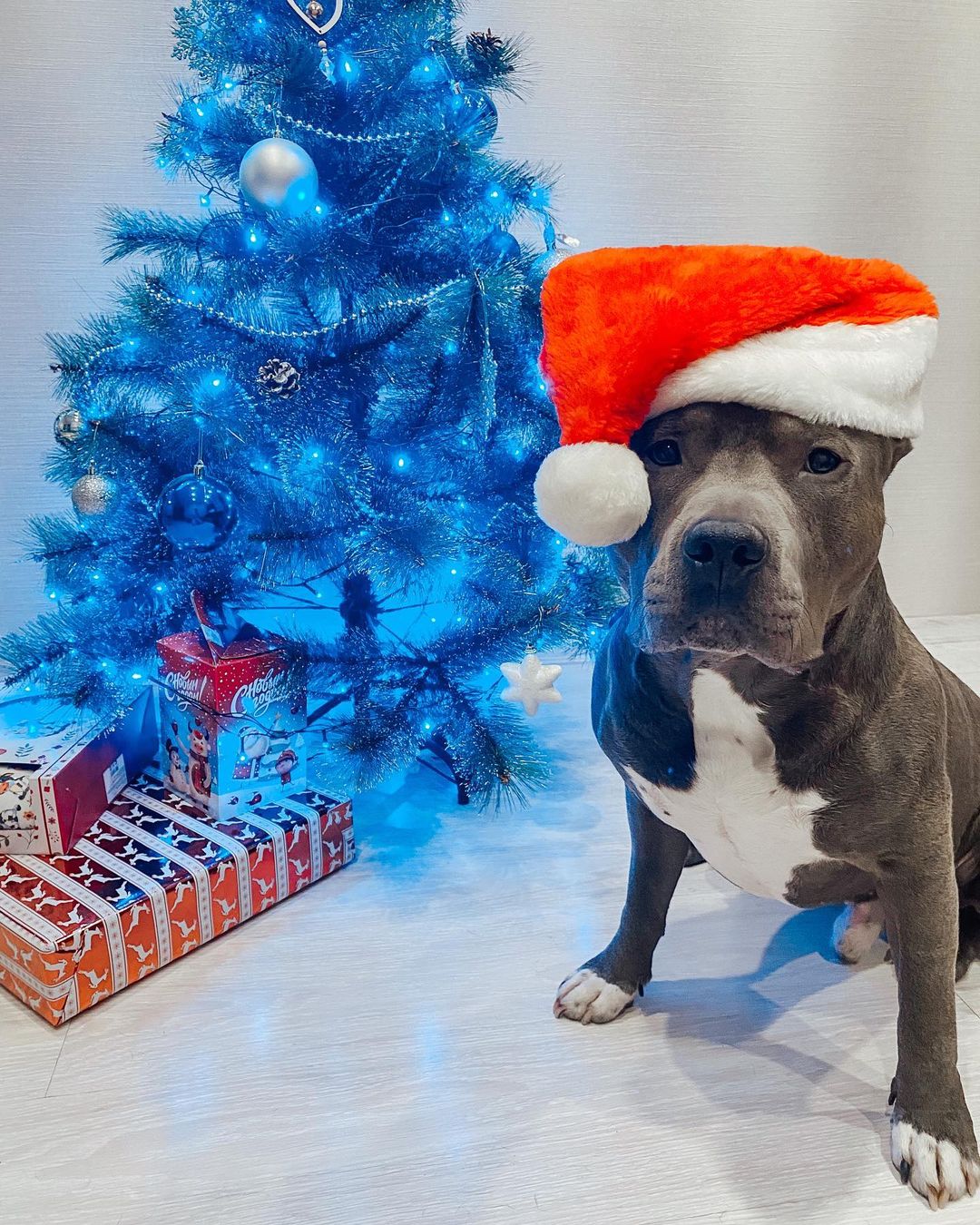 16 Interesting Facts About Staffordshire Bull Terriers 9