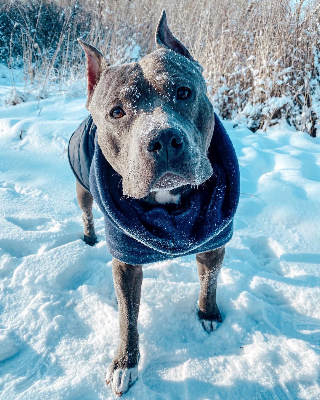 16 Interesting Facts About Staffordshire Bull Terriers 10