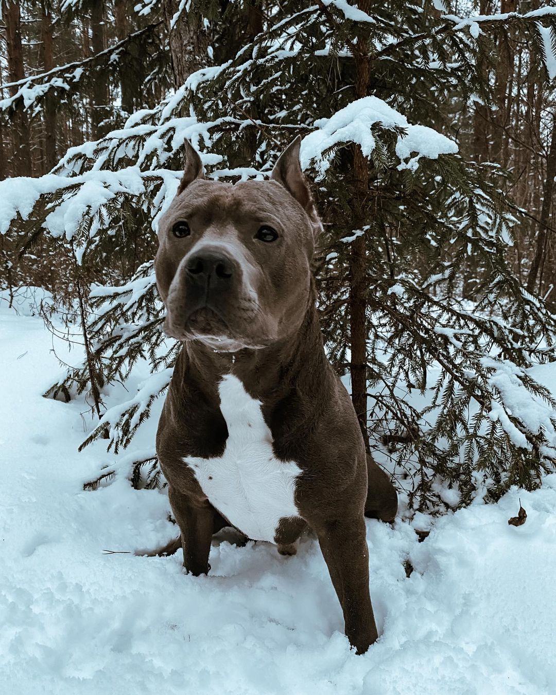 16 Interesting Facts About Staffordshire Bull Terriers 11