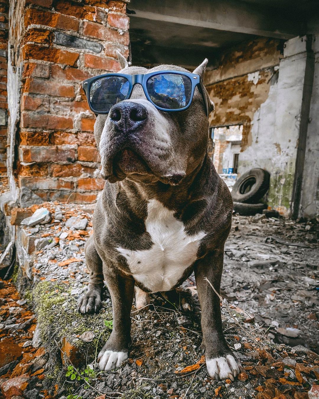 16 Interesting Facts About Staffordshire Bull Terriers 9