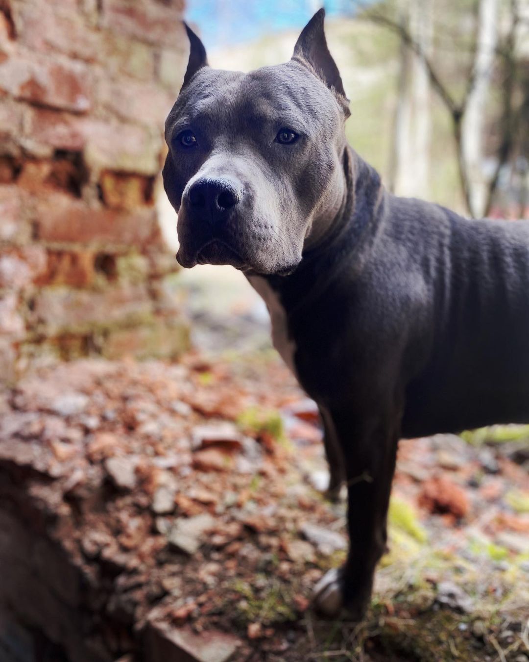 16 Interesting Facts About Staffordshire Bull Terriers 11