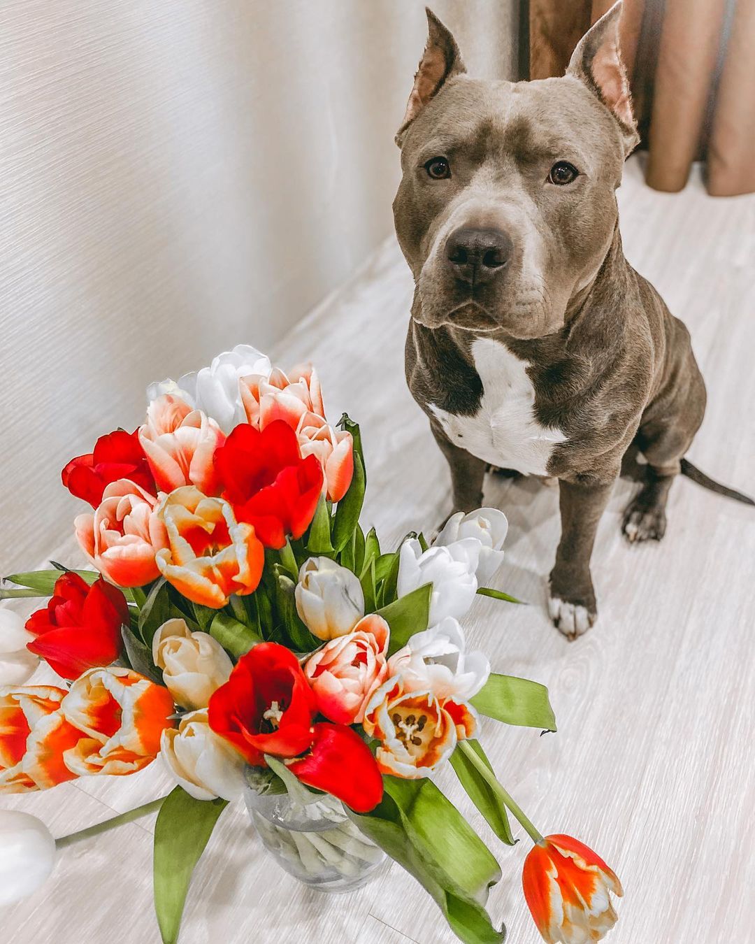 16 Interesting Facts About Staffordshire Bull Terriers 5