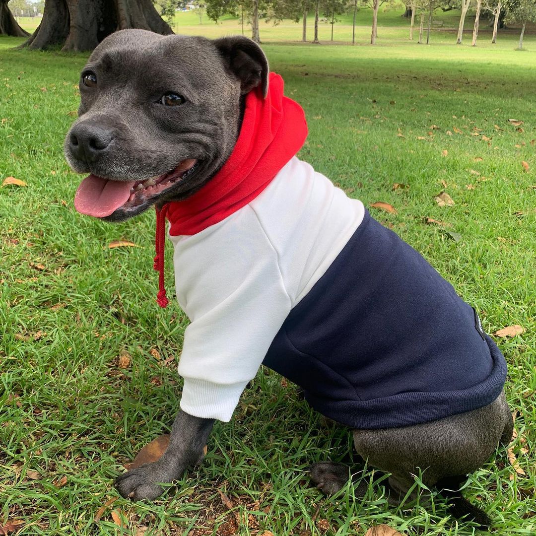 Staffordshire Bull Terrier Dog 22