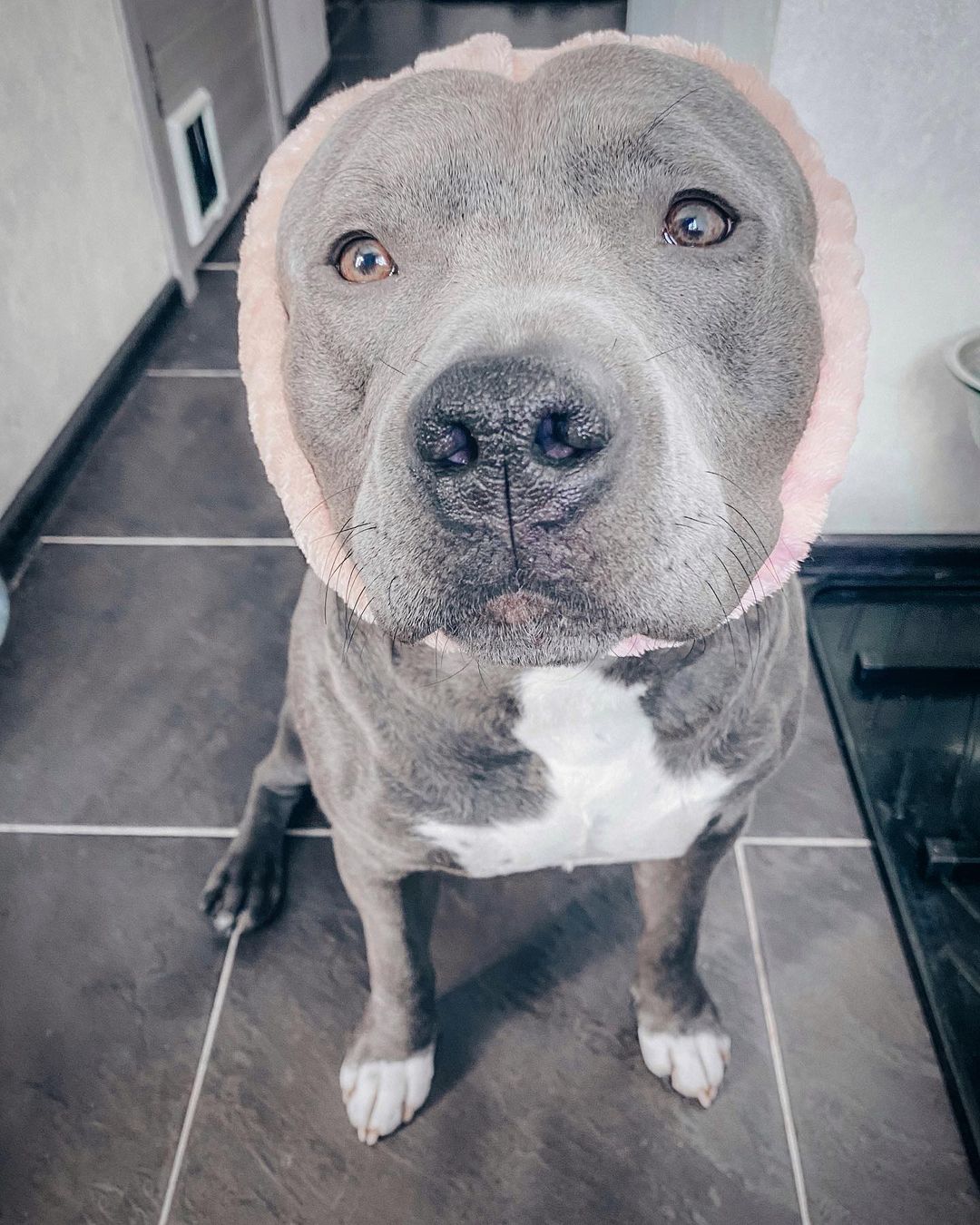 15 Amazing Facts About Staffordshire Bull Terriers You Probably Never Knew 10