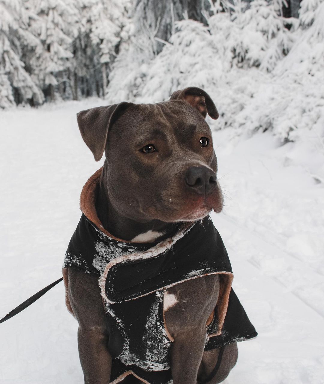 Staffordshire Bull Terrier Dog 19