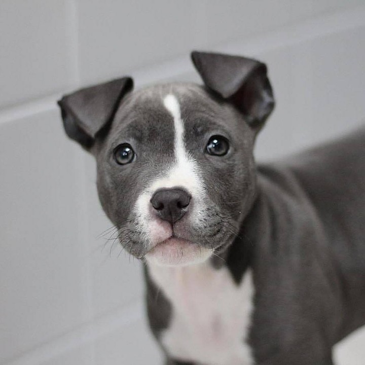 Staffordshire Bull Terrier Dog 20