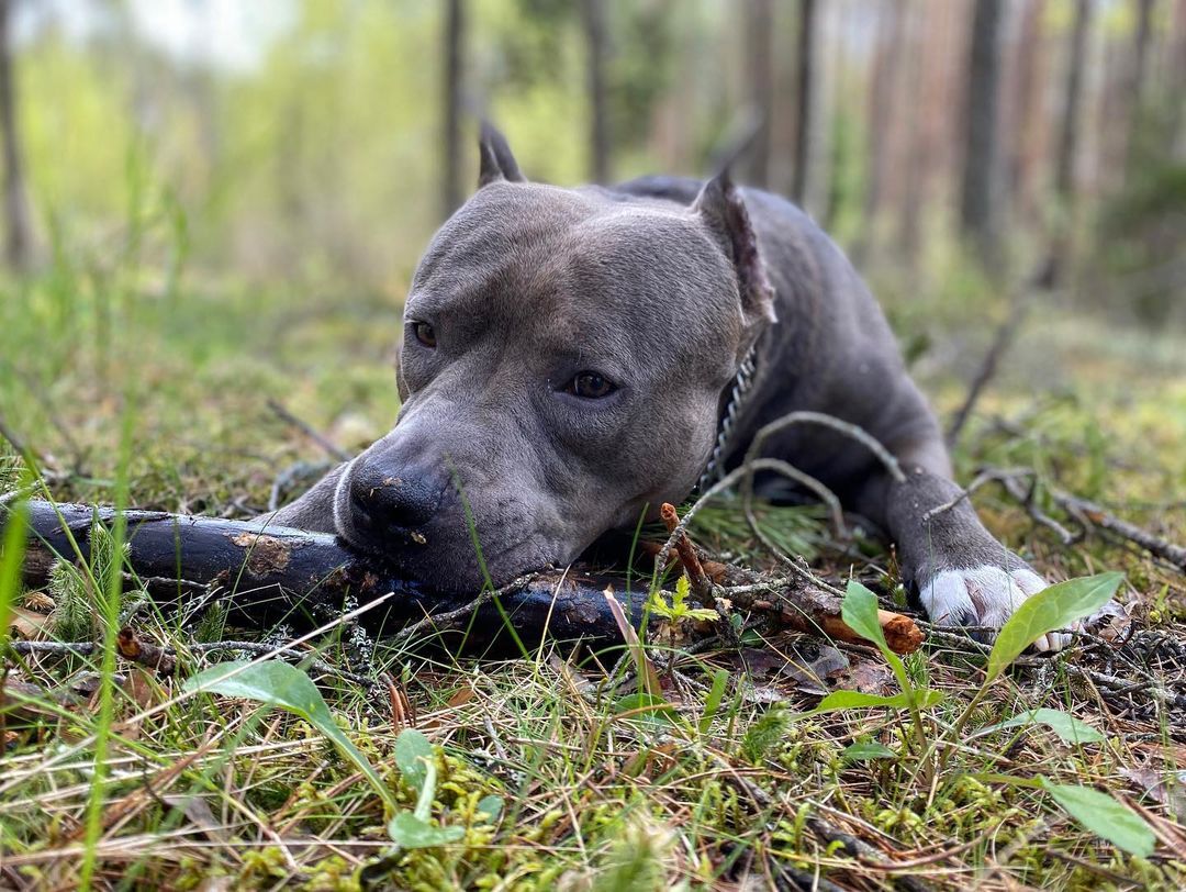 15 Amazing Facts About Staffordshire Bull Terriers You Probably Never Knew 10