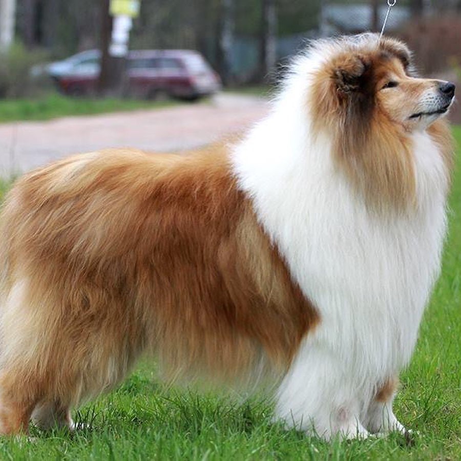 15 Cool Facts About Collies 11