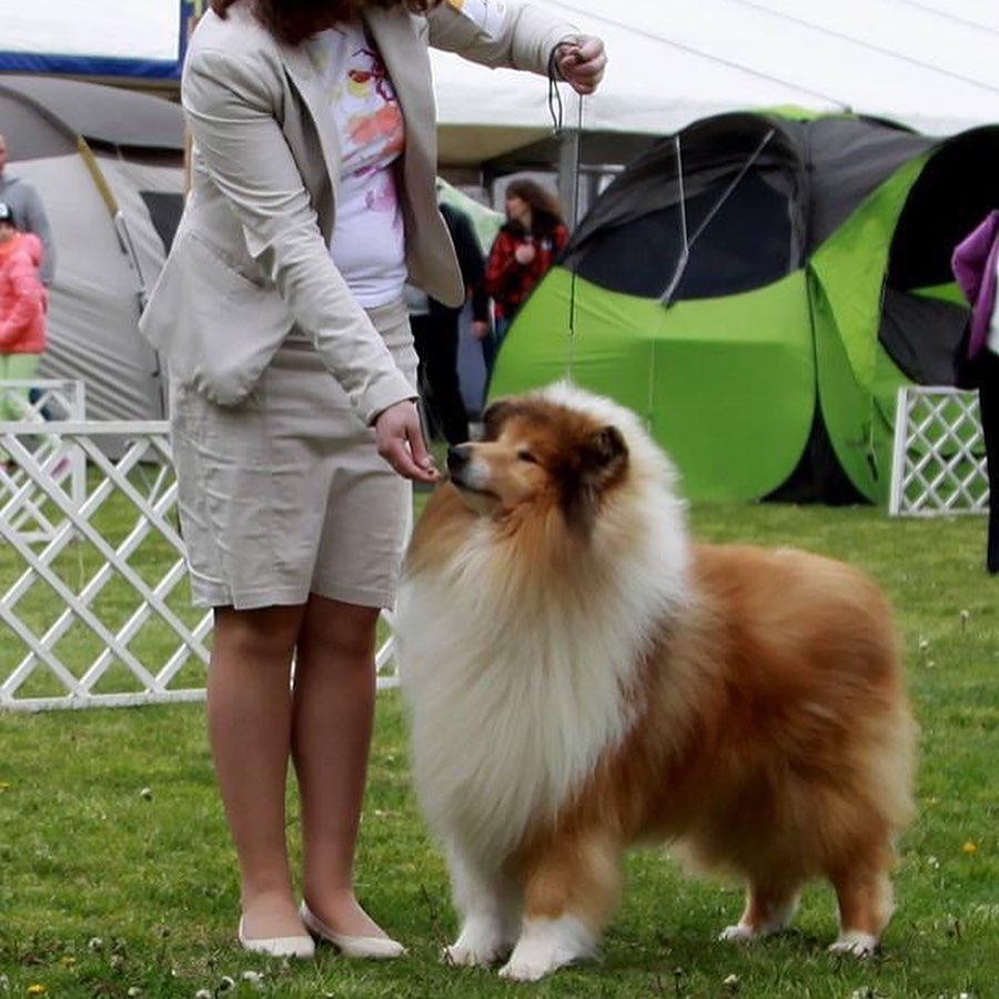 15 Interesting Facts About Collies 9