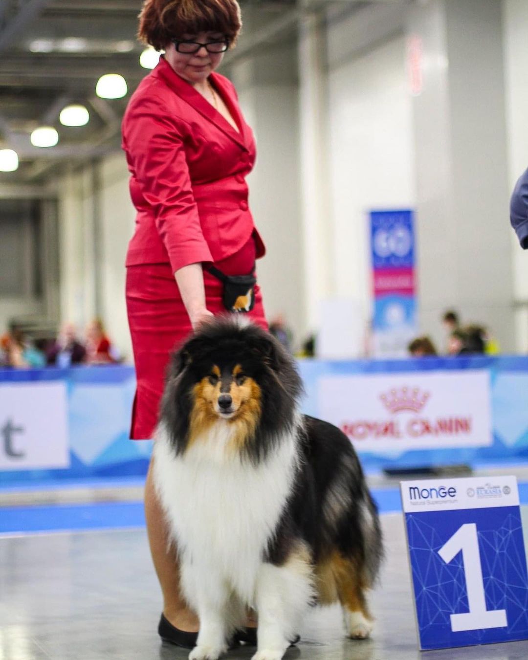 15 Interesting Facts About Collies 10