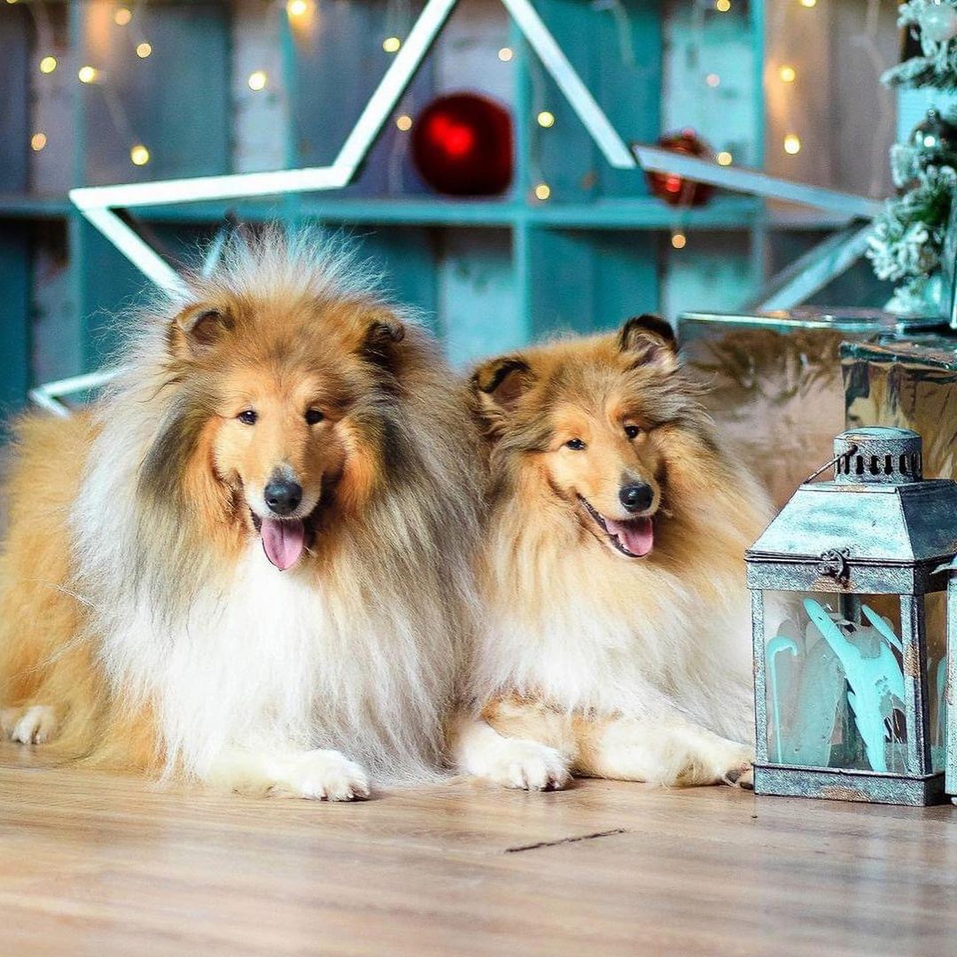 15 Interesting Facts About Collies 11