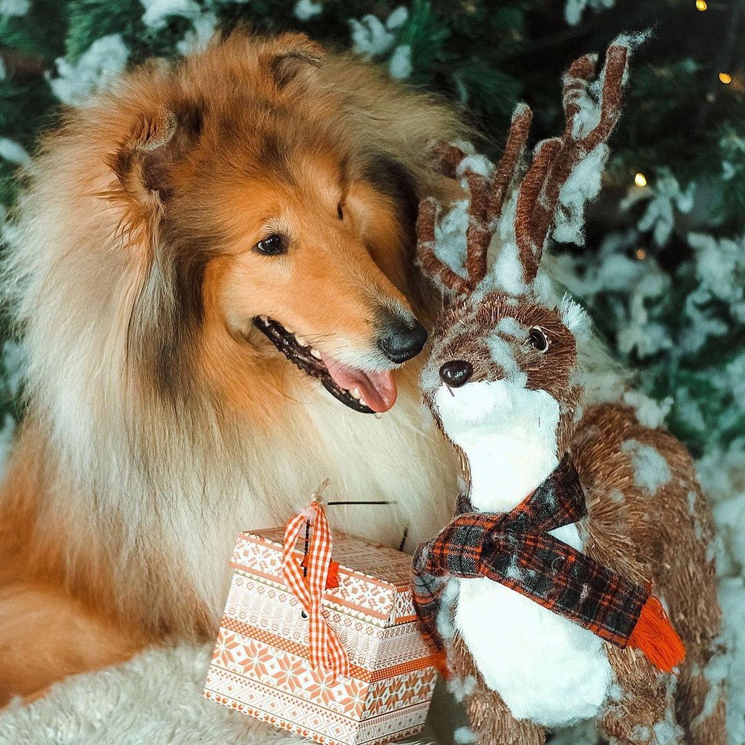 15 Cool Facts About Collies 9