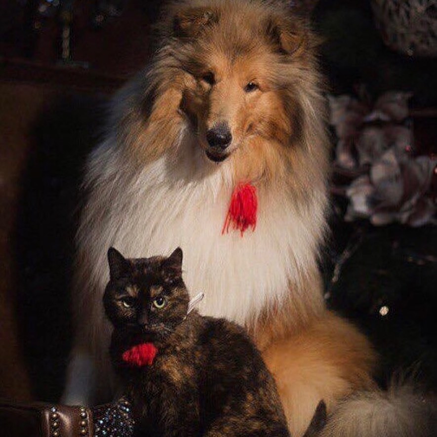 15 Interesting Facts About Collies 9