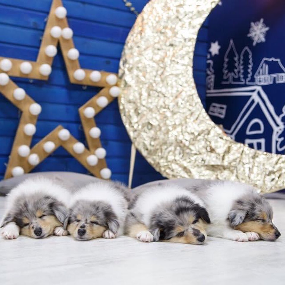 15 Cool Facts About Collies 10