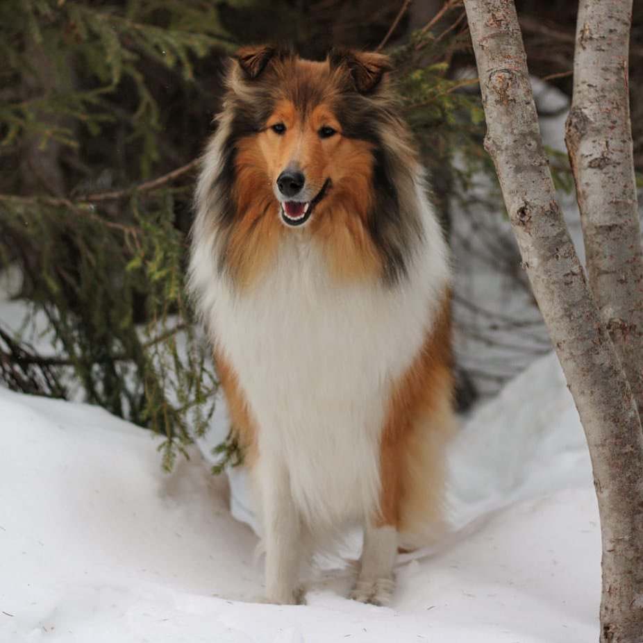 15 Interesting Facts About Collies 10