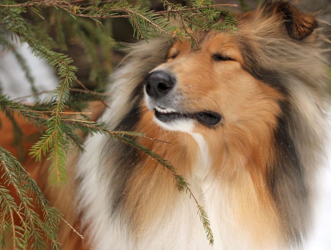 15 Cool Facts About Collies 11