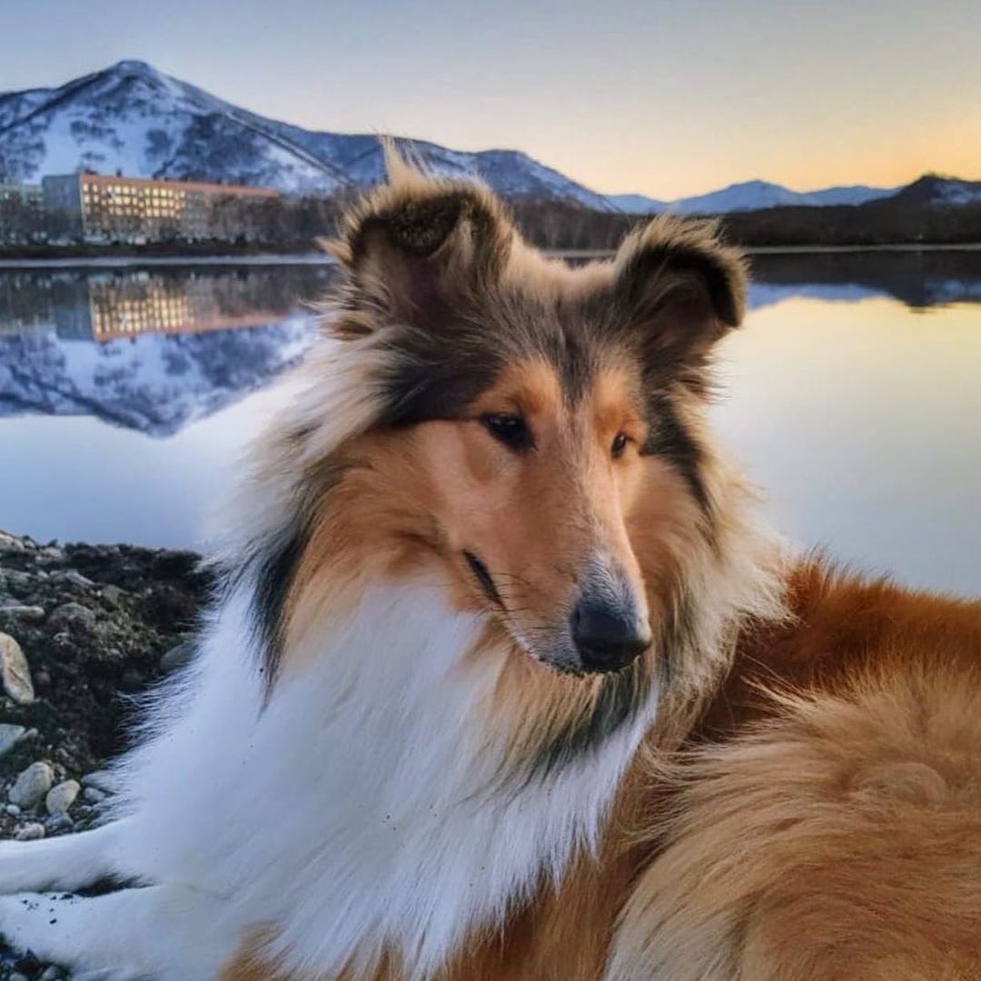 15 Interesting Facts About Collies 11