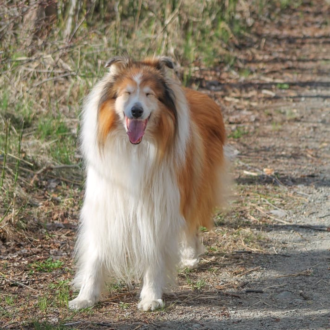 15 Cool Facts About Collies 9 15 Cool Facts About Collies 9