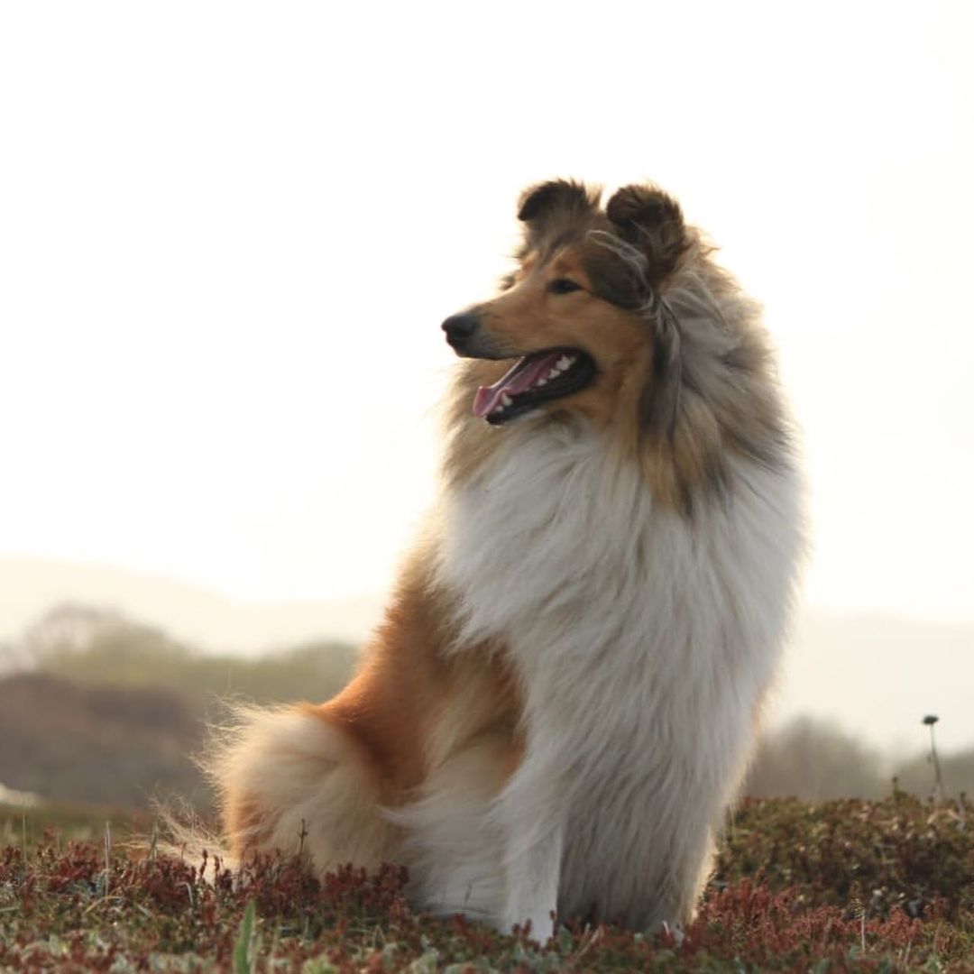 15 Interesting Facts About Collies 9 15 Interesting Facts About Collies 9