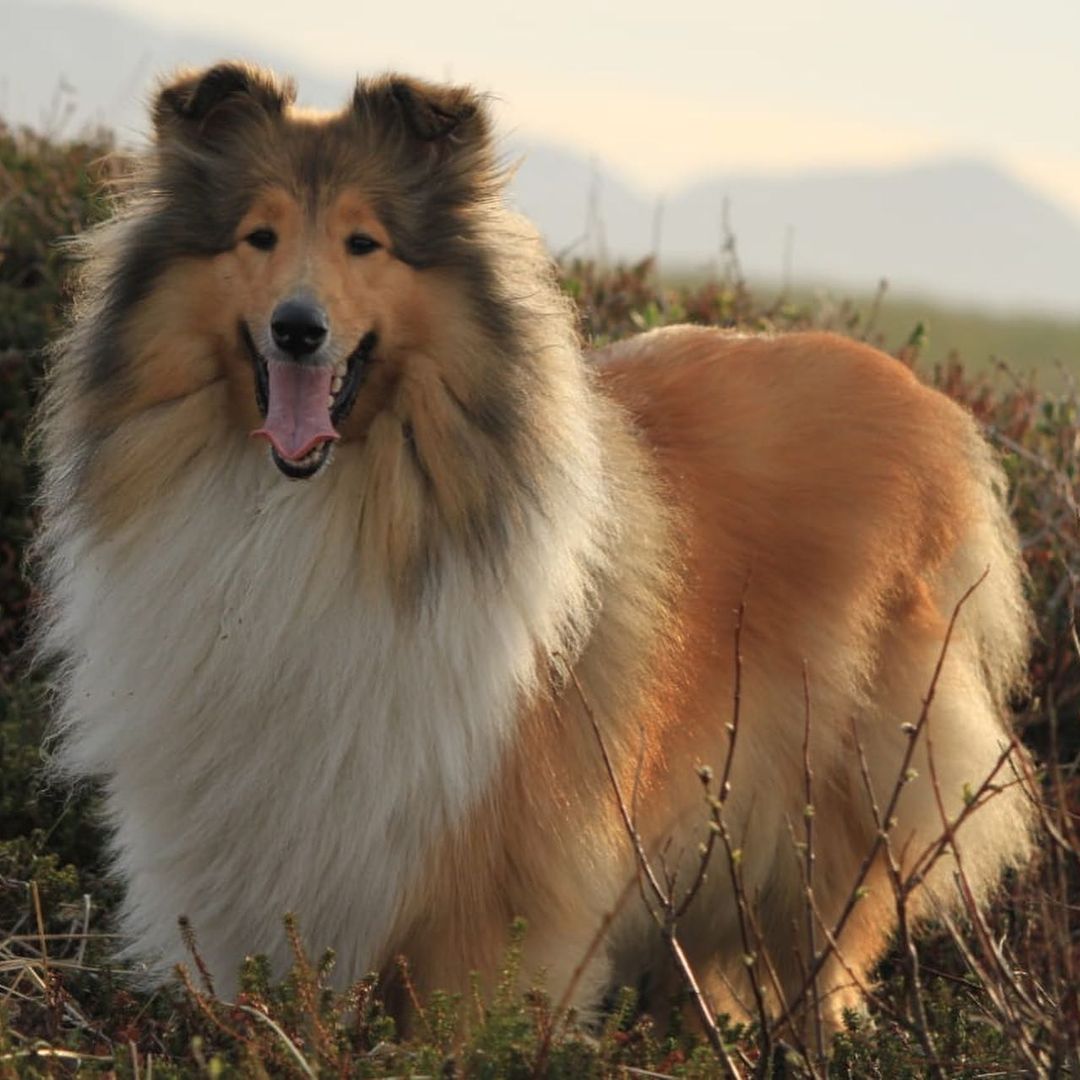 15 Cool Facts About Collies 10 15 Cool Facts About Collies 10