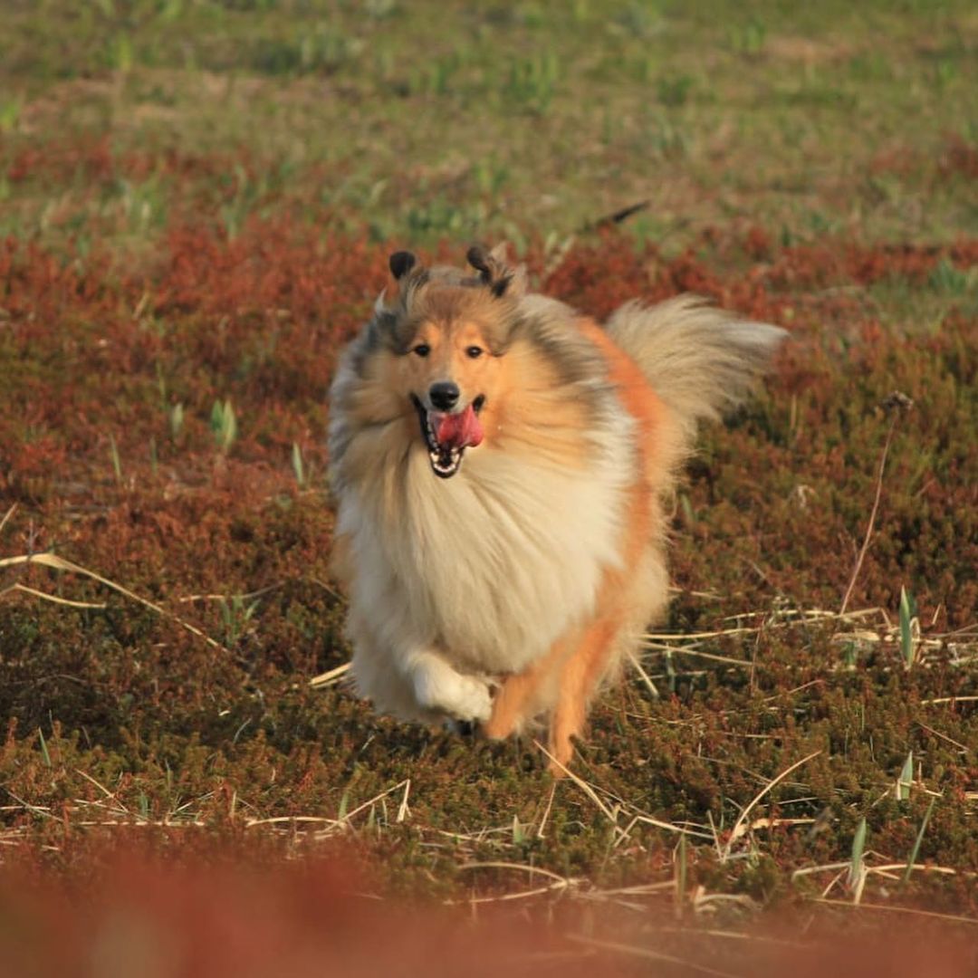 15 Interesting Facts About Collies 10 15 Interesting Facts About Collies 10