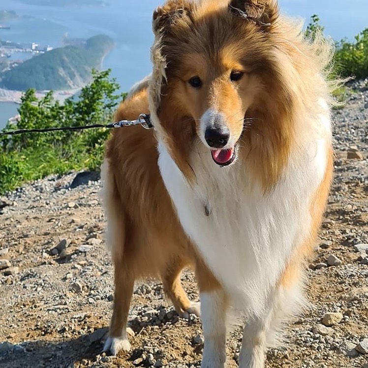 15 Cool Facts About Collies 11 15 Cool Facts About Collies 11