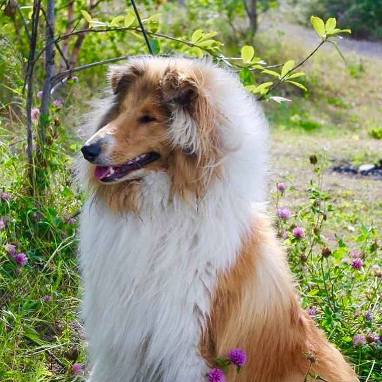 15 Interesting Facts About Collies 11 15 Interesting Facts About Collies 11