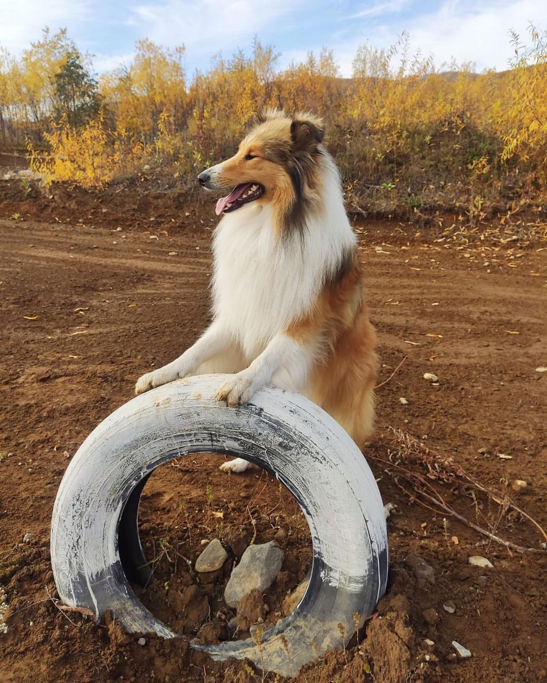 15 Amazing Facts About Collies You Probably Never Knew 10