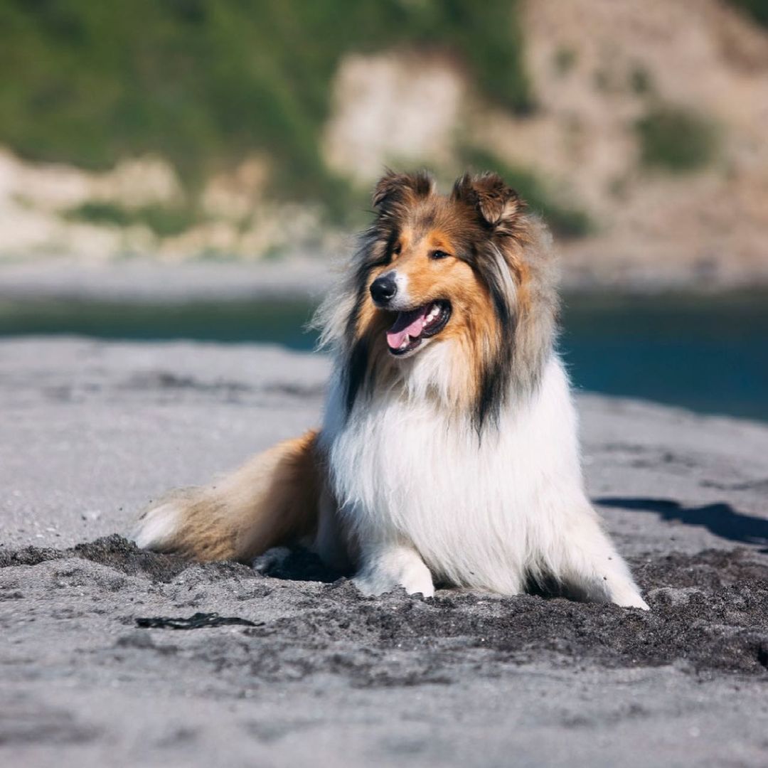 15 Amazing Facts About Collies You Probably Never Knew 11