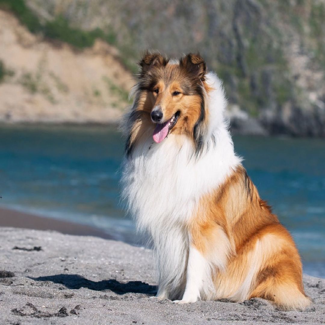 15 Amazing Facts About Collies You Probably Never Knew 9