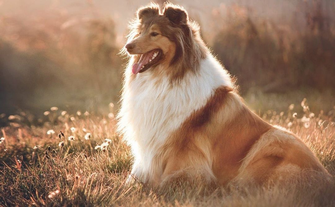 15 Amazing Facts About Collies You Probably Never Knew 10
