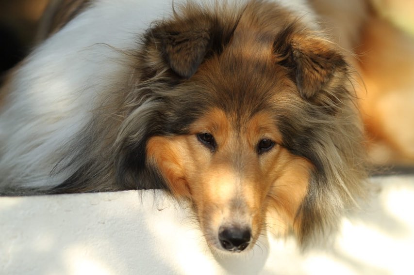 15 Amazing Facts About Collies You Probably Never Knew 9