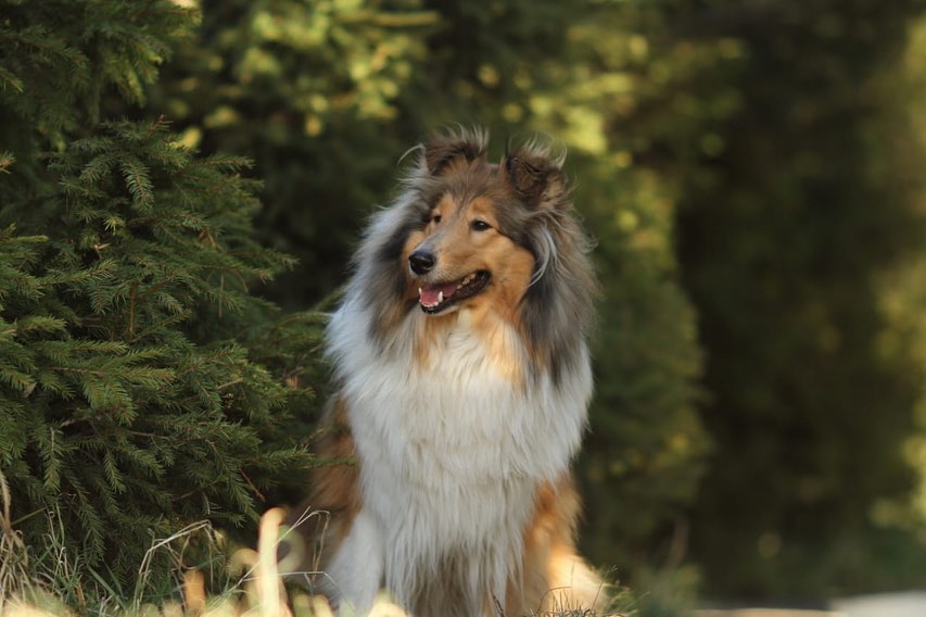 15 Amazing Facts About Collies You Probably Never Knew 10