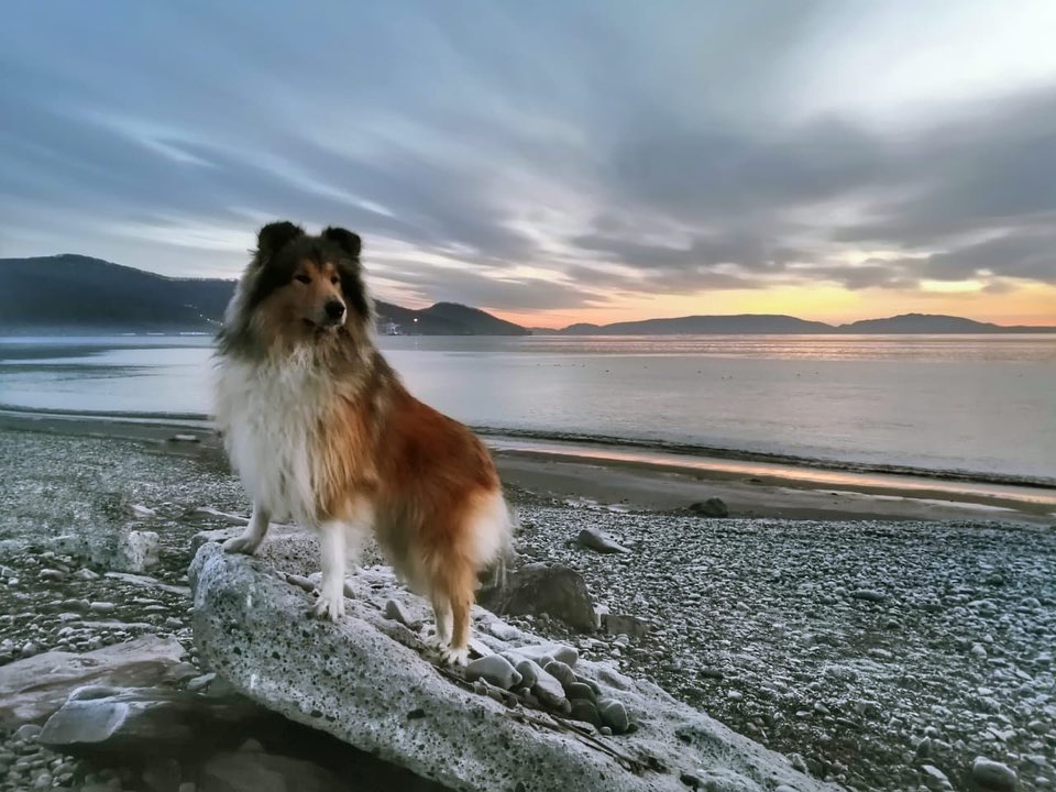 15 Amazing Facts About Collies You Probably Never Knew 11