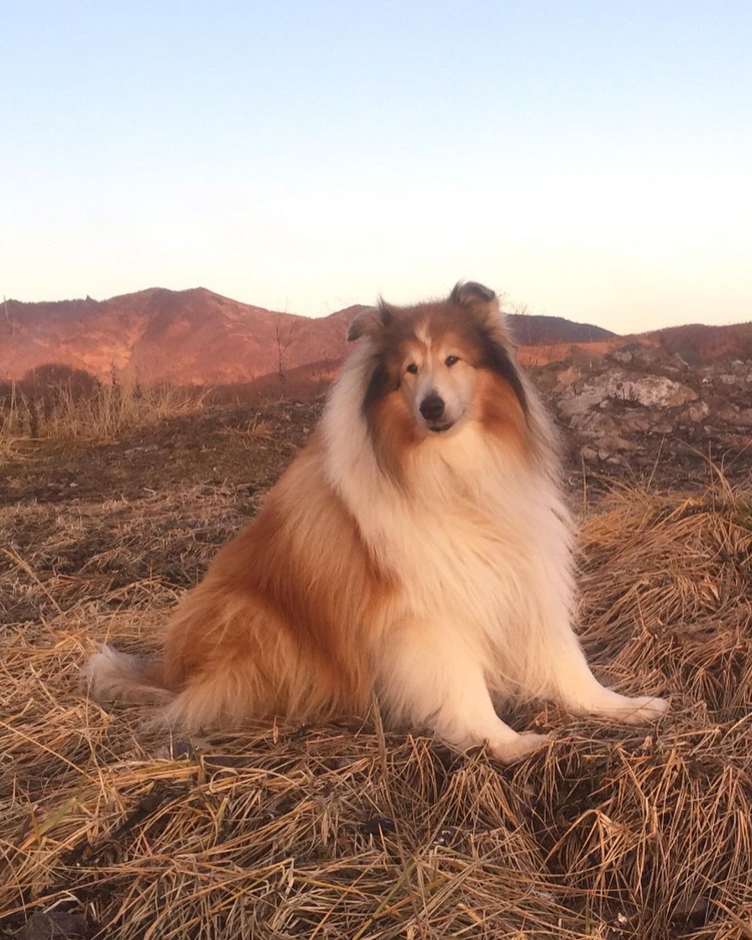 15 Amazing Facts About Collies You Probably Never Knew 9 15 Amazing Facts About Collies You Probably Never Knew 9