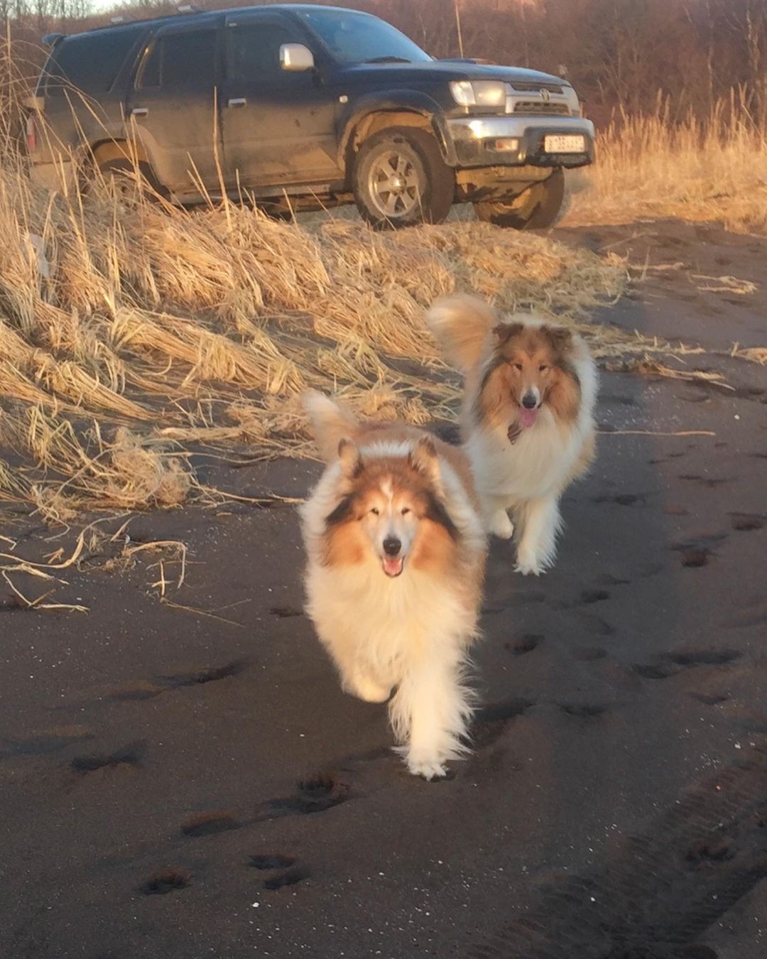 15 Amazing Facts About Collies You Probably Never Knew 10 15 Amazing Facts About Collies You Probably Never Knew 10