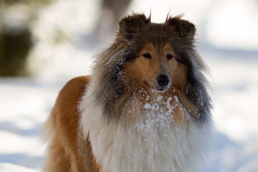 15 Amazing Facts About Collies You Probably Never Knew 11 15 Amazing Facts About Collies You Probably Never Knew 11