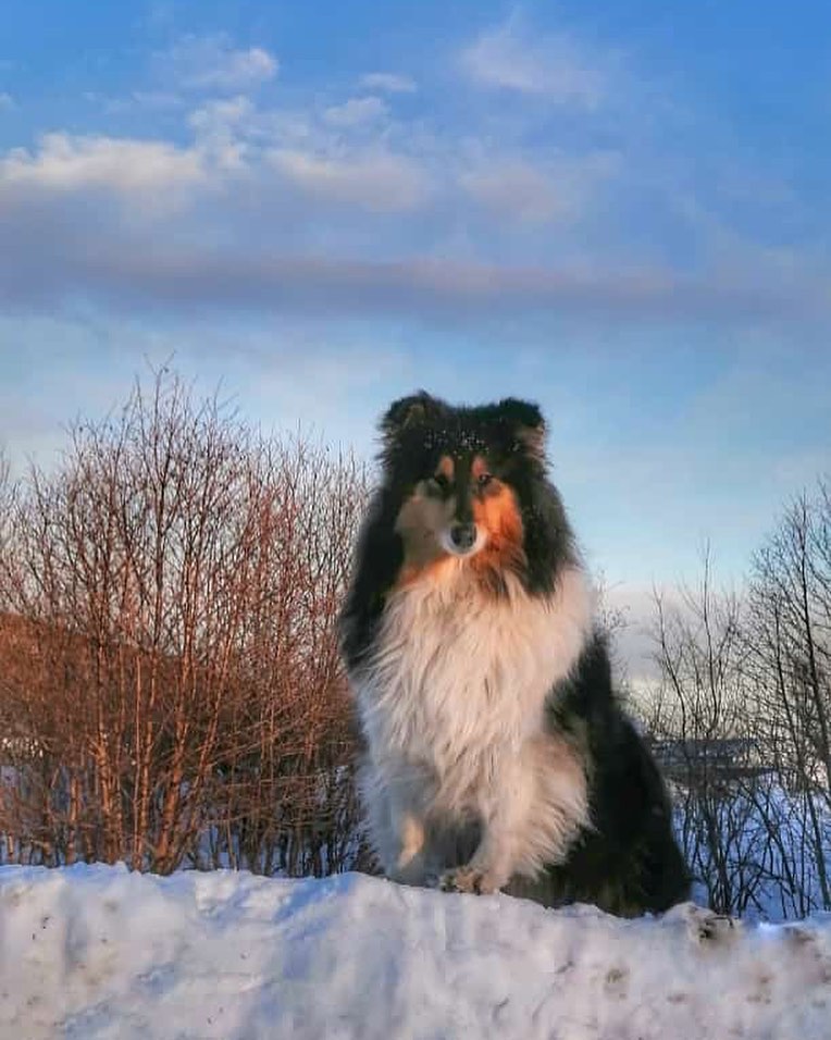 15 Amazing Facts About Collies You Probably Never Knew 10 15 Amazing Facts About Collies You Probably Never Knew 10