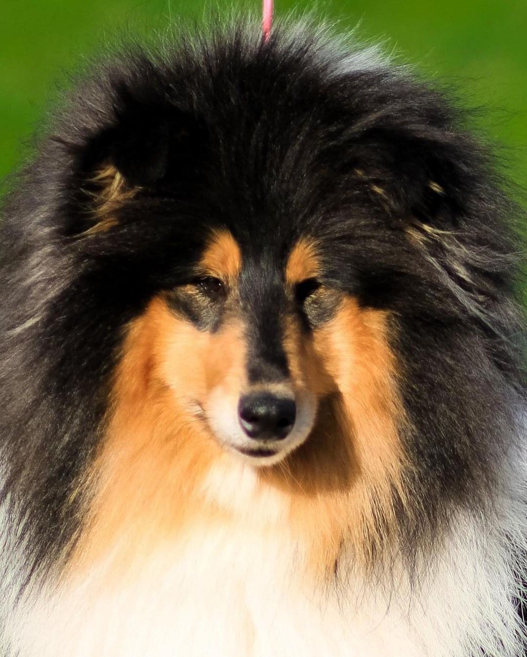 15 Cool Facts About Collies 10