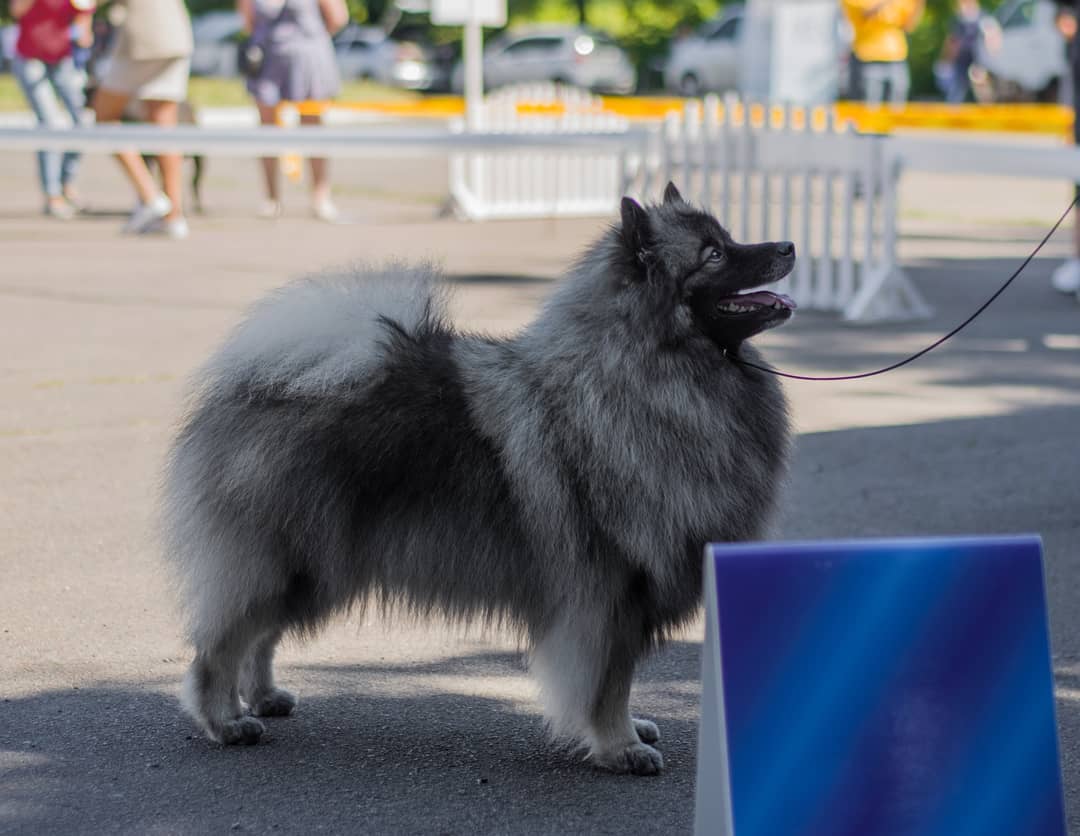 15 Cool Facts About Keeshonds 9 15 Cool Facts About Keeshonds 9